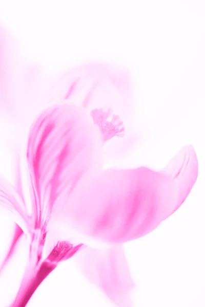 Pink crocus flower head. Isolated white background. Design art card