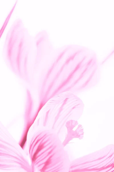Flores Croco Rosa Close Fundo Branco Isolado — Fotografia de Stock