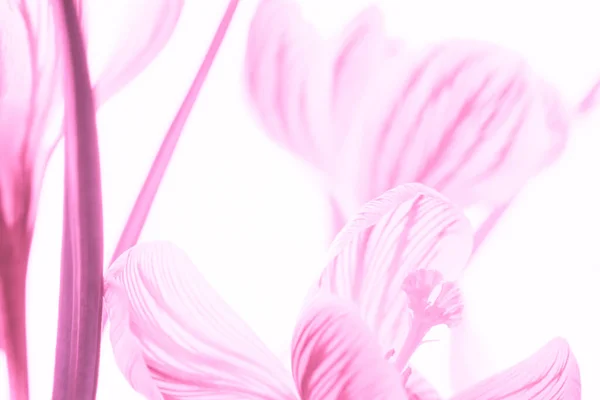 분홍색 크로커스 디자인 — 스톡 사진