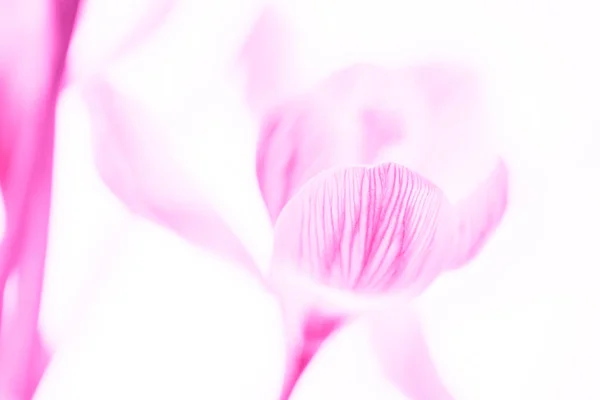 Světle Růžové Krokus Květiny Bílém Pozadí Karta Návrhu — Stock fotografie
