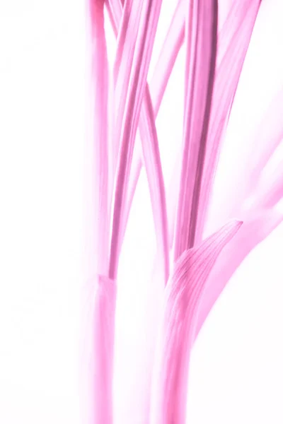クロッカスの花のピンクの茎 隔離された白い背景 デザインアートカード — ストック写真