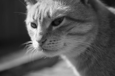 Şirin kedi ilgiyle bakıyor. Bir kedinin makro portresi. Siyah beyaz fotoğraf.