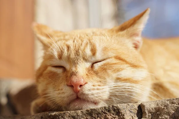 Gato Gengibre Bonito Dorme Livre Verão Gaden Ensolarado Cara Close — Fotografia de Stock