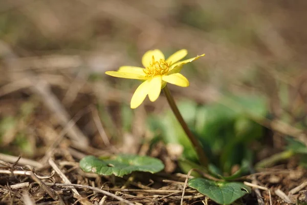 日当たりの良い畑で黄色い沼マリーゴールドの花を咲かせます マクロ写真 — ストック写真