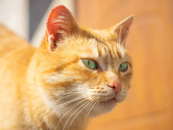 Retrato Gato Jengibre Día Soleado Aire Libre —  Fotos de Stock