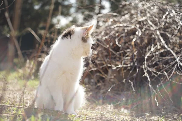 Biały Kotek Odpoczywający Zielonej Trawie Słonecznym Ogrodzie — Zdjęcie stockowe