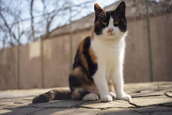 Gravid Tricolor Katt Sitter Ett Stengolv Sommarträdgård Husdjur Vilar Friska — Stockfoto