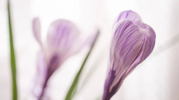 꽃봉오리를 자주색 크로커스 — 스톡 사진