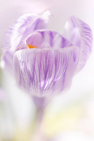 Violet Fleur Crocus Blanc Gros Bourgeon Carte Cadeau — Photo