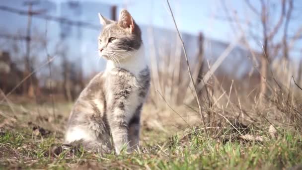 Gatinho Tricolor Sentado Andar Grama Verde Jardim Ensolarado — Vídeo de Stock