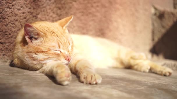 Niedliche Ingwerkatze Schläft Einem Sonnigen Sommertag Auf Einem Steinboden Der — Stockvideo