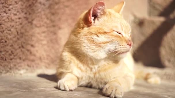 Gato Jengibre Duerme Piso Piedra Cerca Casa Día Soleado Verano — Vídeo de stock