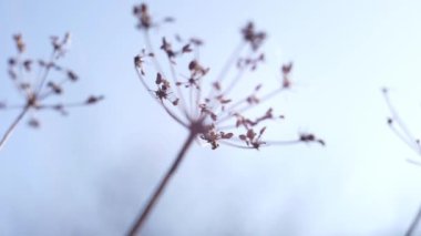 Açık mavi arkaplanda kuru sonbahar çiçekleri.