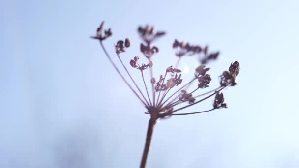 Dry umbrella sprout of dill against the blue sky. — Stock Video