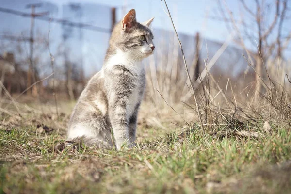 Tricolor kitten sitting on green grass in a sunny garden. — Stock Photo, Image