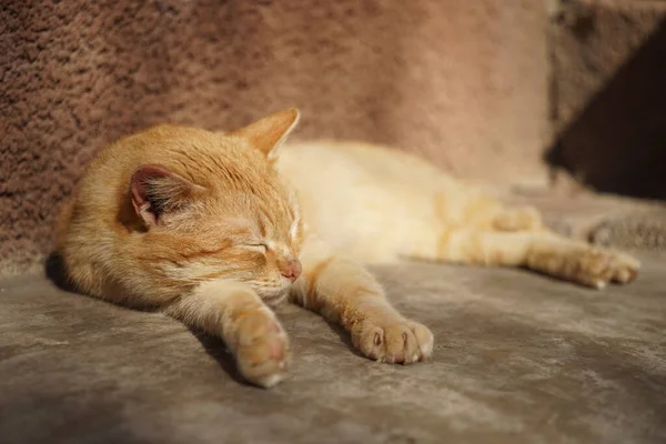 Ginger bonito gato dormir em um chão de pedra perto da casa em um dia de verão . — Fotografia de Stock