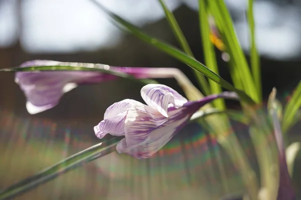 햇볕 이 잘 드는 정원에서는 크로커스 꽃 이자랍니다. 자주색 꽃 벌레. — 스톡 사진