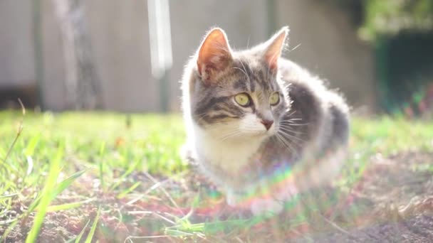 Gatinho tricolor descansando na grama verde em um jardim ensolarado . — Vídeo de Stock