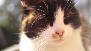Bir yaz bahçesinde üç renkli kedi yüzü. Evcil hayvanlar dışarıda rahatlar. Maneki neko kedicik..