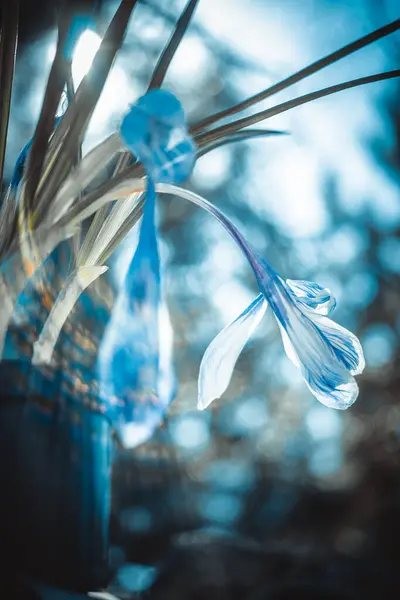 Fiori Cocco Crescono Nel Giardino Soleggiato Art Tono Blu — Foto Stock