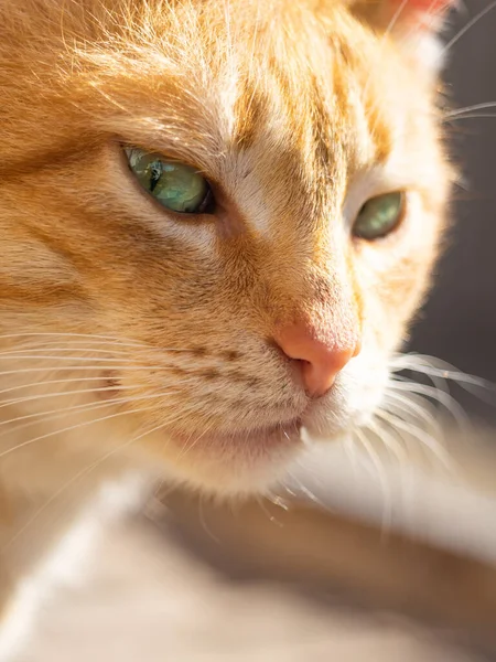 Niedliche Ingwerkatze Schaut Seite Haustier Porträt Nahaufnahme Gesicht — Stockfoto