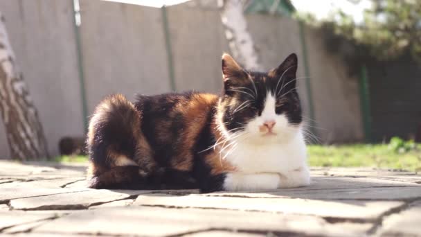 Lindo Gato Tricolor Descansando Chão Pedra Jardim Ensolarado Verão — Vídeo de Stock