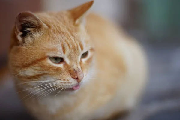 Lindo Gato Gengibre Descansando Quintal Mostrando Língua — Fotografia de Stock