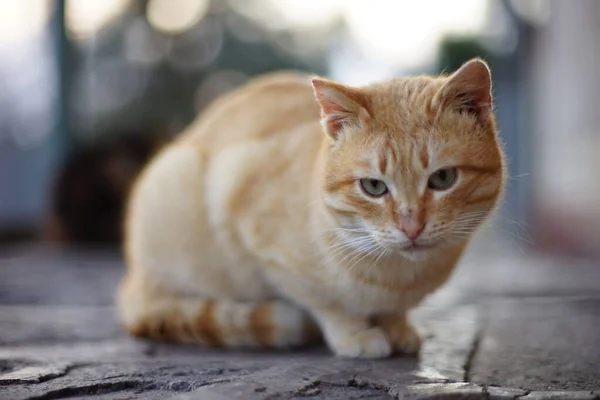 Lovely ginger cat relax on a stone floor outdoor
