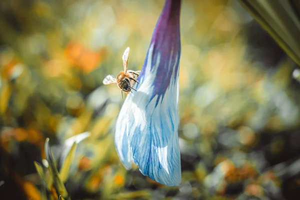 Bee Blue Crocus Flowers Grow Sunny Garden Closeup — Stock Photo, Image