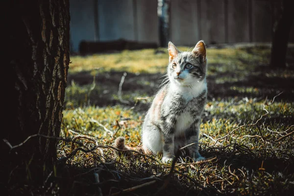 Roztomilé Kotě Sedí Zelené Trávě Slunné Zahradě — Stock fotografie