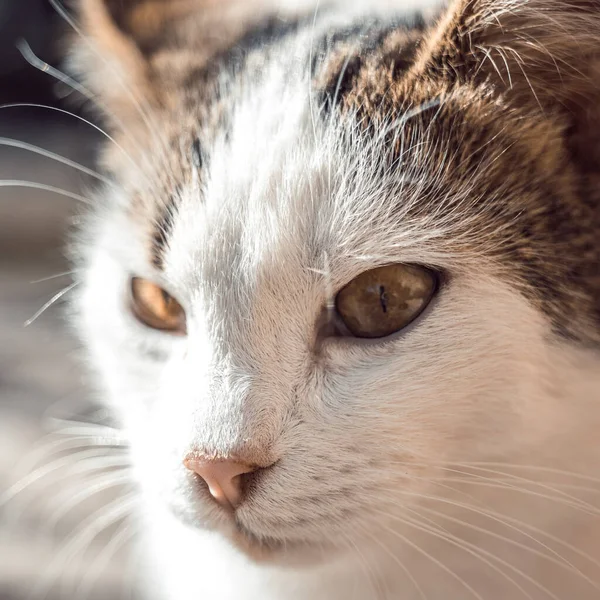 Katt Ansikte Närbild Sommarträdgård — Stockfoto