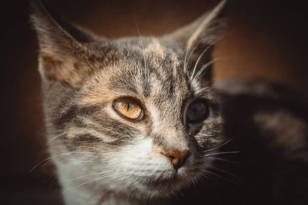 Lovely Tricolor Cat Face Closeup Maneki Neko Kitty — Stock Photo, Image