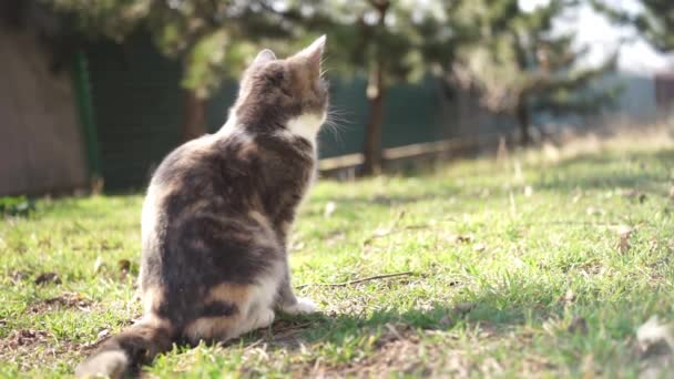 Gatinho Tricolor Descansando Grama Verde Jardim Ensolarado Visão Traseira — Vídeo de Stock