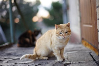 Kapıya yakın kırsal alanda güzel kızıl kedi portresi