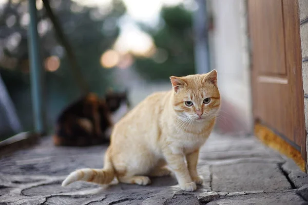 家门口院子里可爱的姜猫肖像画 — 图库照片