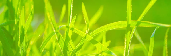 Färskt Grönt Gräs Växer Ett Soligt Fält Makrofoto — Stockfoto