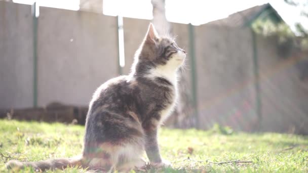 Kitten Απολαμβάνει Στο Πράσινο Γρασίδι Έναν Ηλιόλουστο Κήπο Πλευρική Άποψη — Αρχείο Βίντεο