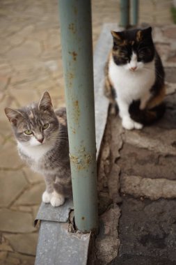 Bahçede oturan iki maneki neko kedisi. Anne ve kızı. Genç ve sevimli kedi yavrusuna odaklan.