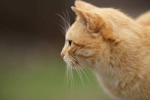 Schattig Gember Kattenportret Profiel Buiten Close Selectieve Focus — Stockfoto