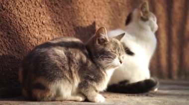 İki sevimli yavru kedi yaz bahçesinde, taş zeminde dinleniyor..