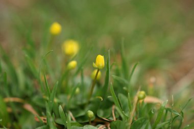 Sarı kadife çiçekleri bahar tarlasında yetişir. Makro fotoğraf