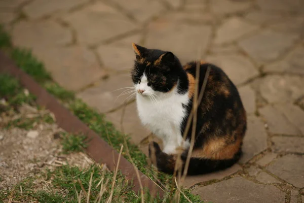 Maneki Neko Kočka Sedí Dvoře Kamenné Podlaze — Stock fotografie