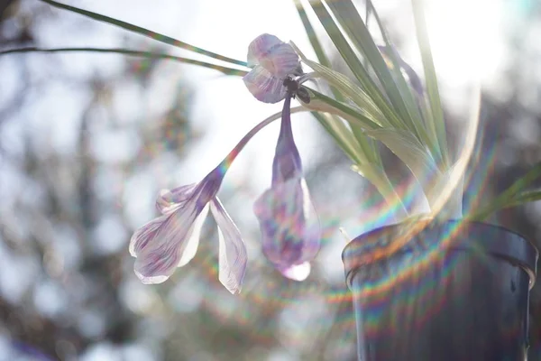 크로커스꽃은 정원의 벽장에서 자란다 보라색 봉오리 주위를 — 스톡 사진