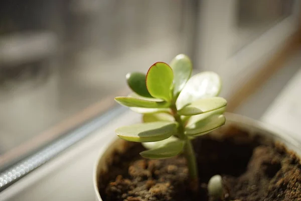 Genç filizlenen para ağacı tencerede yetişiyor. Crassula çiçeği pencere eşiğinde, yakın plan..