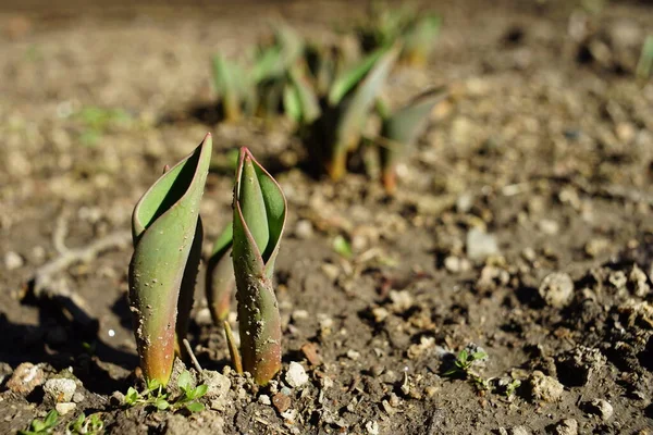 Маленькие Зеленые Ростки Тюльпанов Растут Земле Солнечного Сада Весной — стоковое фото