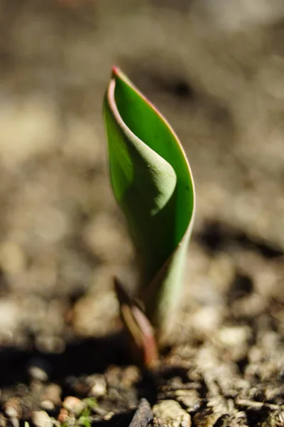 Liten Grön Groddar Tulpan Blomma Växa Den Soliga Trädgården — Stockfoto