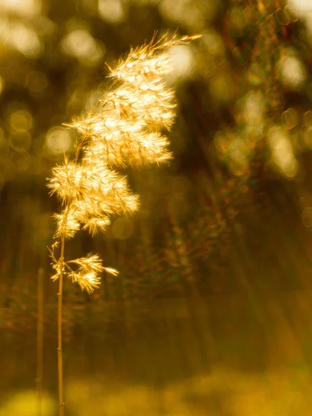 Flauschiges Schilfgras Unscharfen Hintergrund Mit Sonnenstrahlen — Stockfoto