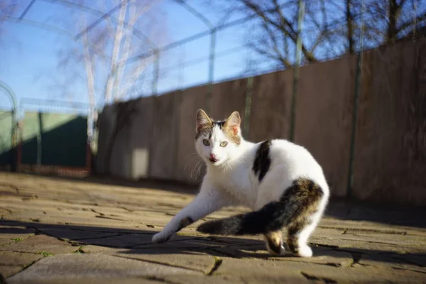 Dança Gato Branco Jardim Ensolarado Bonito Retrato Estimação — Fotografia de Stock