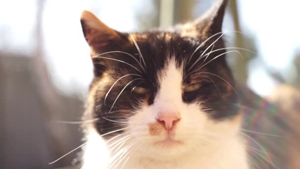Trójkolorowy Kot Twarz Zbliżenie Letnim Ogrodzie Zwierzęta Relaksują Się Zewnątrz — Wideo stockowe