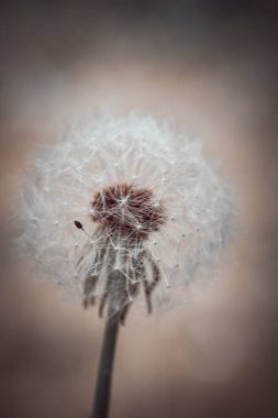 Bahar bahçesinde yuvarlak kabarık karahindiba çiçeği, makro